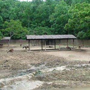 Javan Rusa and Bornean sumatran rhinoceros