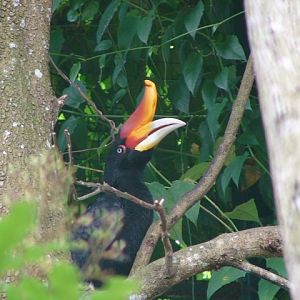 Bornean rhinoceros hornbill