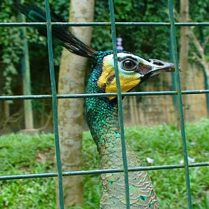 Green peafowl