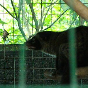 Common palm civet