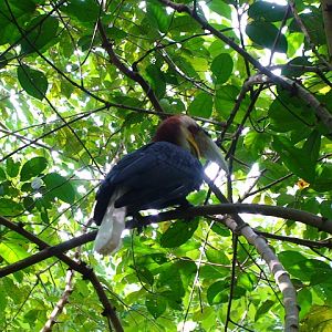 Wreathed hornbill