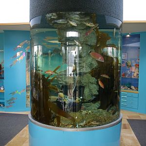 Portobello Aquarium, Dunedin