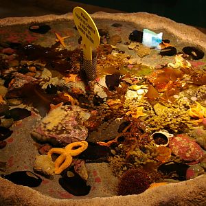 touch tank, Portobello Aquarium