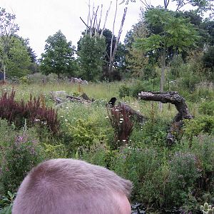 Specatcaled bear enclosure @ chester zoo