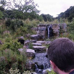 the spectacled bear exhibit @ chester zoo
