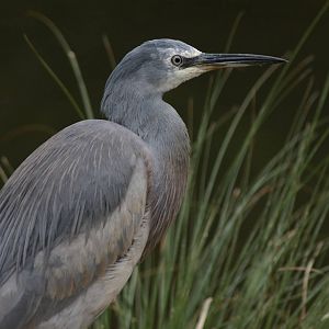 young white-faced heron (Ardea novaehollandiae)