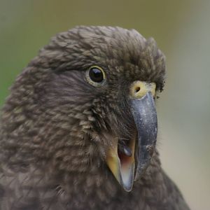 kea (Nestor notabilis), calling