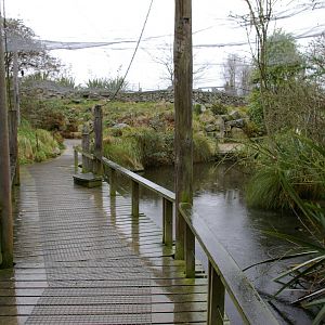 the walk-through kea aviary at Willowbank