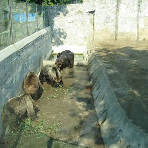 Brown bears