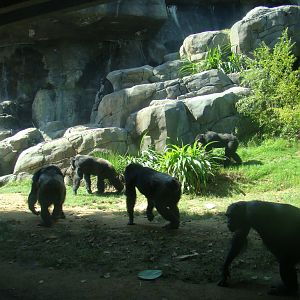 Chimpanzees at the Los Angeles Zoo