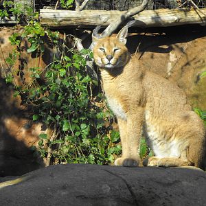Caracal Lynx - Toronto Zoo