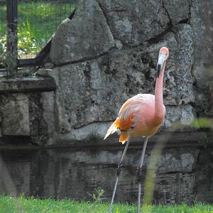 American Flamingo - Toronto Zoo