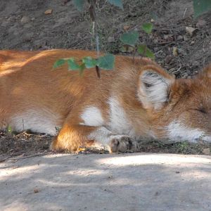 Asiatic Dhole - Toronto Zoo