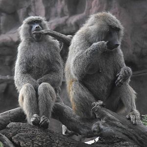Olive Baboons - Toronto Zoo
