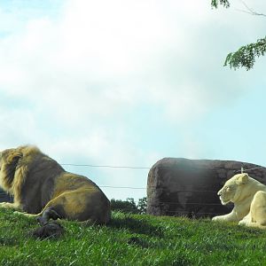 Lions - Toronto Zoo