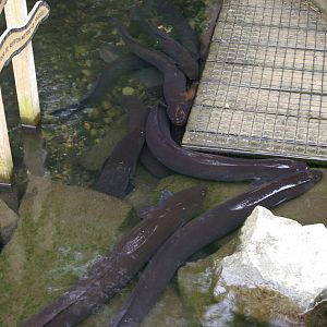 eels at Willowbank Wildlife Reserve