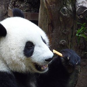 San Diego Zoo - Giant Panda
