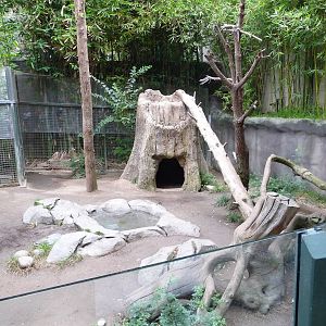 San Diego Zoo - Giant Panda Exhibit
