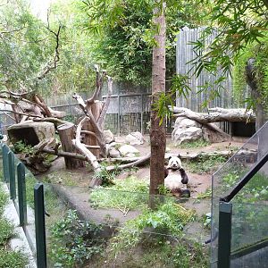 San Diego Zoo - Giant Panda Exhibit