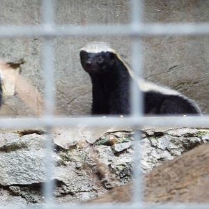 San Diego Zoo - Ratels