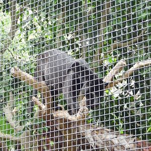 San Diego Zoo - Jaguar