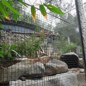 San Diego Zoo - Snow Leopard Exhibit