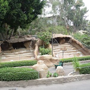 San Diego Zoo - Chinese Goral Mountain Goat Exhibits