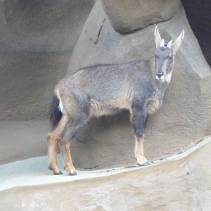 San Diego Zoo - Chinese Goral