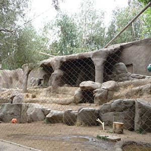 San Diego Zoo - Striped Hyena Exhibit