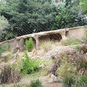 San Diego Zoo - New Guinea Singing Dog Exhibit
