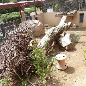 San Diego Zoo - Wombat Exhibit