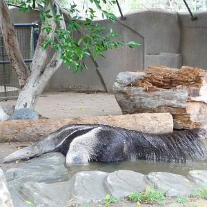 San Diego Zoo - Giant Anteater in water