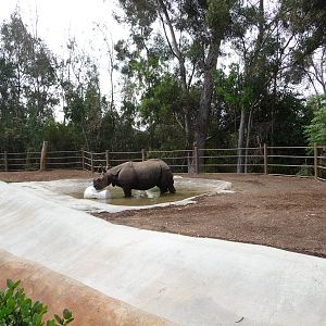 San Diego Zoo - Indian Rhino Exhibit