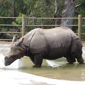 San Diego Zoo - Indian Rhino