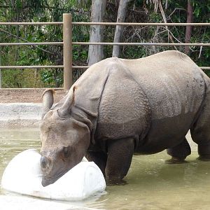 San Diego Zoo - Indian Rhino