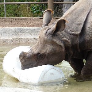 San Diego Zoo - Indian Rhino