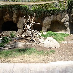 San Diego Zoo - Spotted Hyena Exhibit