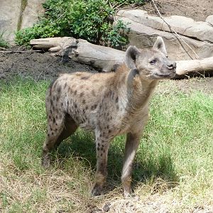 San Diego Zoo - Spotted Hyena
