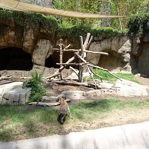 San Diego Zoo - Spotted Hyena Exhibit