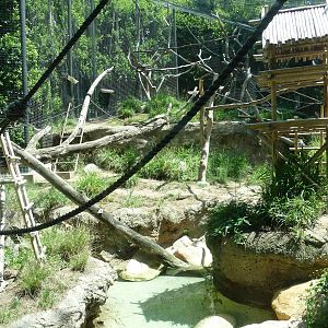 San Diego Zoo - Lion-tailed Macaque Exhibit