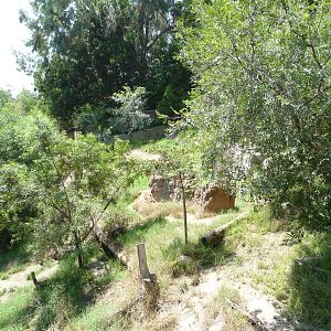San Diego Zoo - African Wild Dog Exhibit