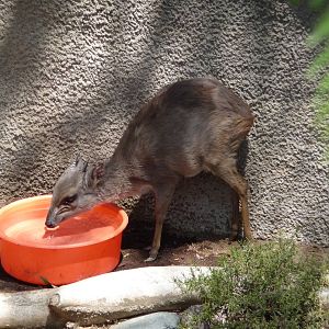 San Diego Zoo - Duiker