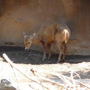San Diego Zoo - Calamian Deer