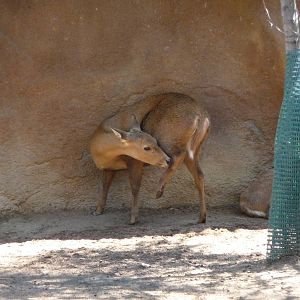 San Diego Zoo - Calamian Deer