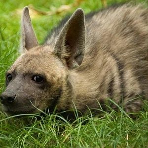 Striped Hyeana (H.h. sultana)