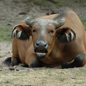 Dwarf Forest Buffalow