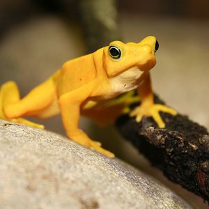 Panama golden frog  Sept. 08