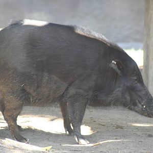 Western forest hog   sept 08