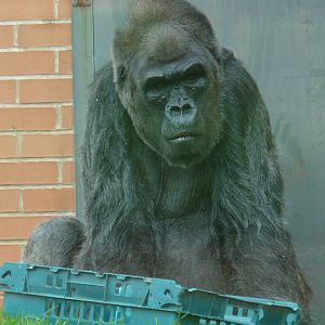 Gorilla at Twycross