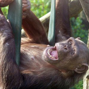 Genet the chimpanzee